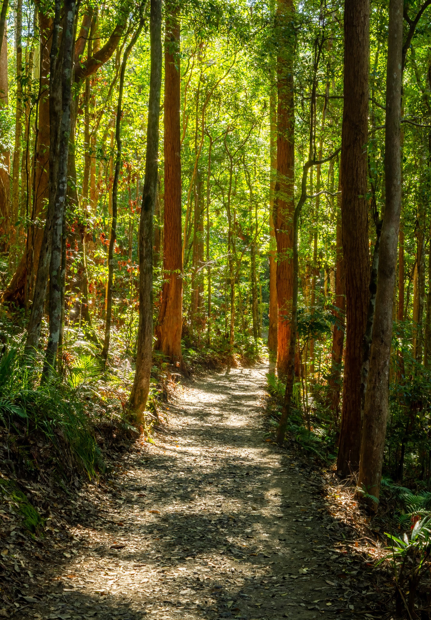 Dappled sunlight lights a path threading between tall trees through the Kondalilla National Park, Queensland Australia.
