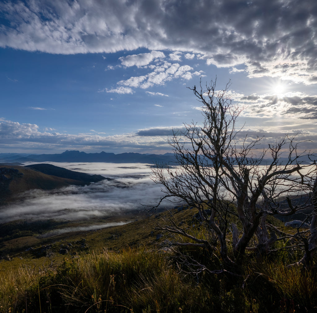 A beautiful silhouette of a bush taken during a rest stop as I climbed above a mist filled valley to the top of the Western Arthurs in Tasmania, Australia.