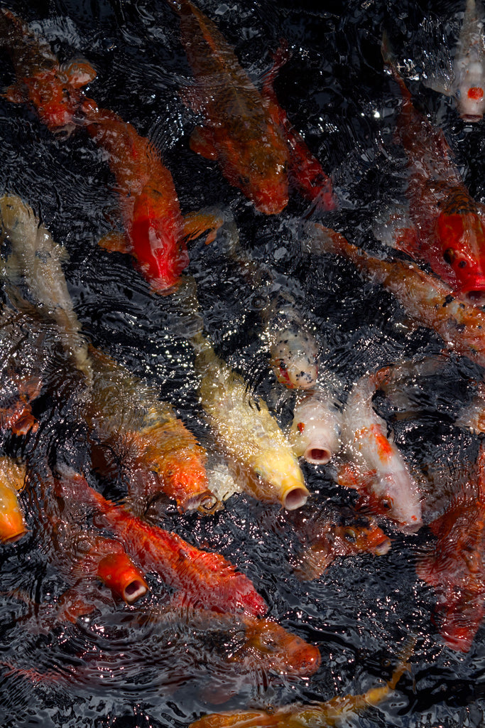 A shoal of Koi getting excited about the prospect of food at Uma by Como in Ubud, Bali.