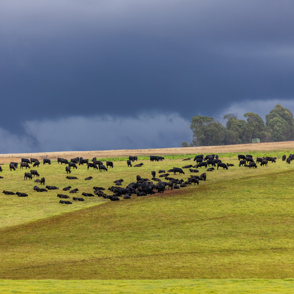 A herd of Black Angus peacefully ruminating on a green sunlit hillside uncaring of the ominous clouds above. The herd was very co-operative in following the graphics in the image.