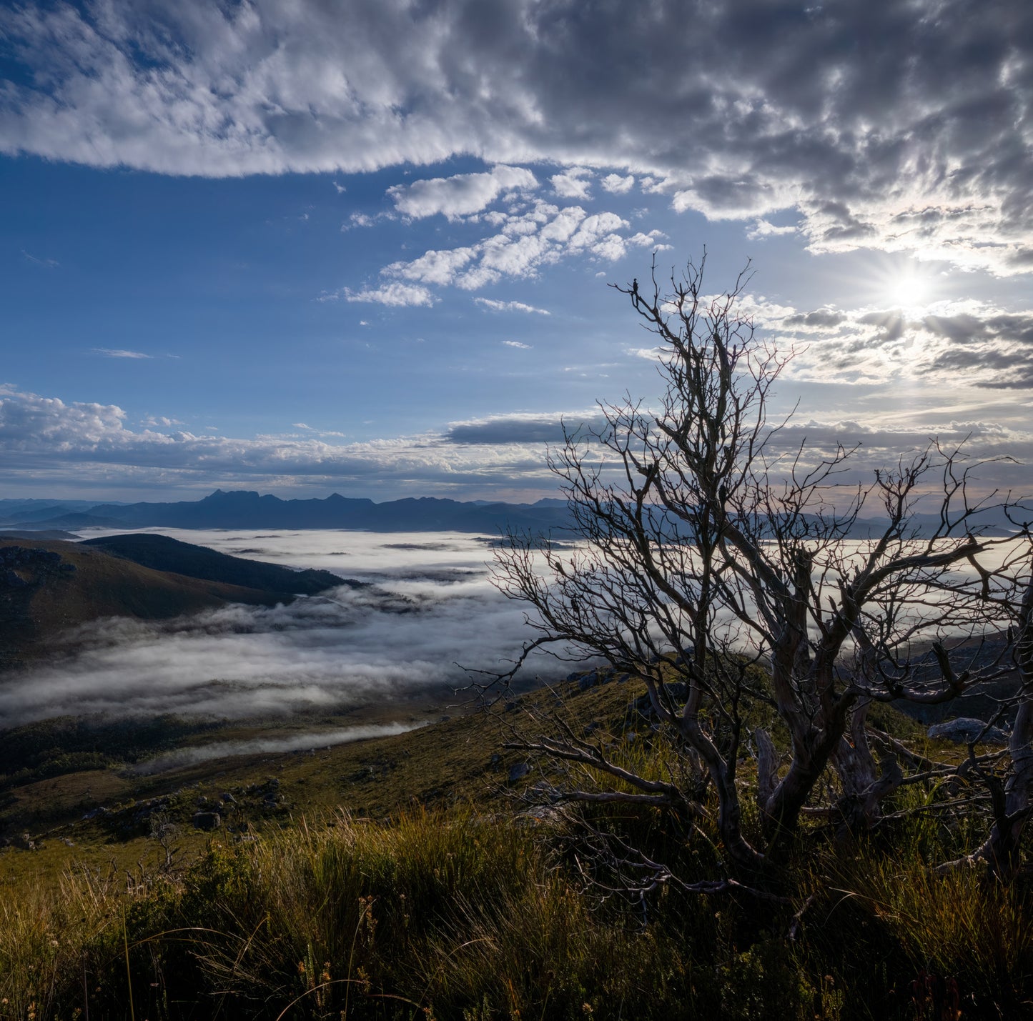 A beautiful silhouette of a bush taken during a rest stop as I climbed above a mist filled valley to the top of the Western Arthurs in Tasmania, Australia.