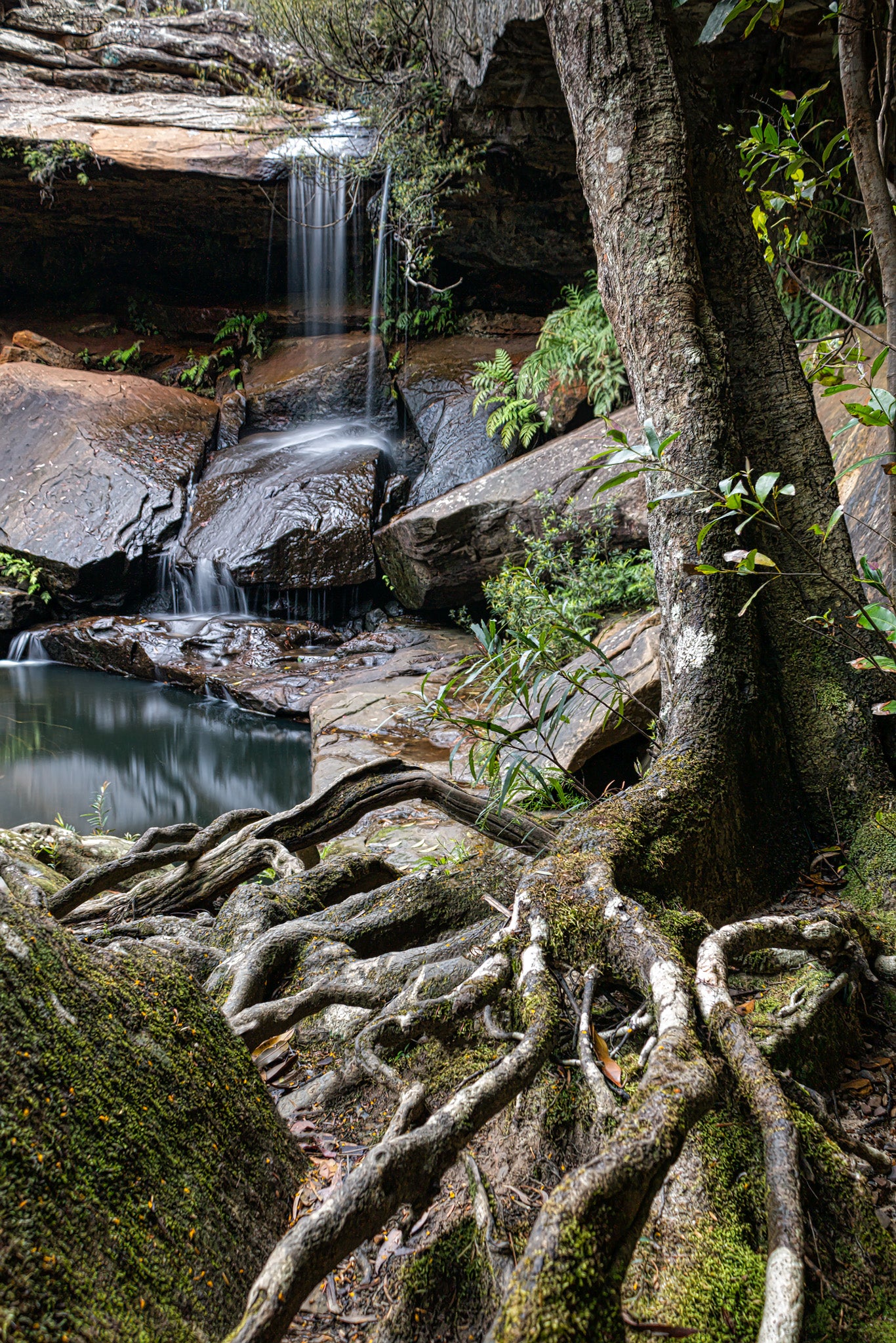 A long exposure capture of organic forms with tree roots mirroring water flow at Gledhill Falls on McCarrs Creek near Terrey Hills, NSW, Australia.